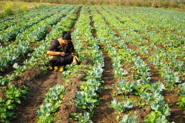 Lahana organik çiftliğinde çalışan mutlu Hintli kadın.