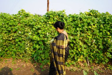 Fasulye toplayan Hintli kadın, fasulye tarlasında örgü sepeti taşıyor..