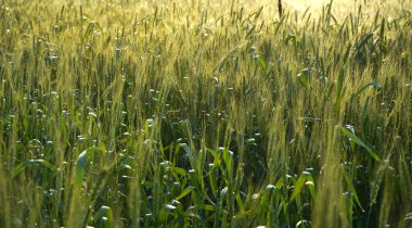 Buğday tarlası, yeşil buğday kulakları....
