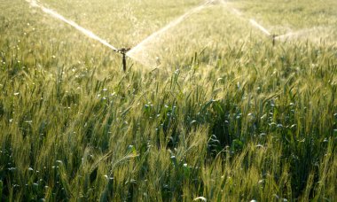 Sulama sistemi buğday tarlasını suluyor, Hindistan.