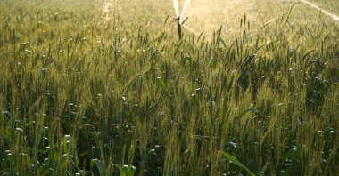 Sulama sistemi buğday tarlasını suluyor, Hindistan.