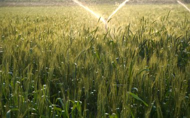 Sulama sistemi buğday tarlasını suluyor, Hindistan.