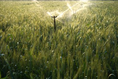 Sulama sistemi buğday tarlasını suluyor, Hindistan.
