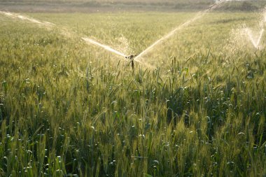Sulama sistemi buğday tarlasını suluyor, Hindistan.