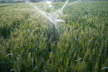 Sulama sistemi buğday tarlasını suluyor, Hindistan.