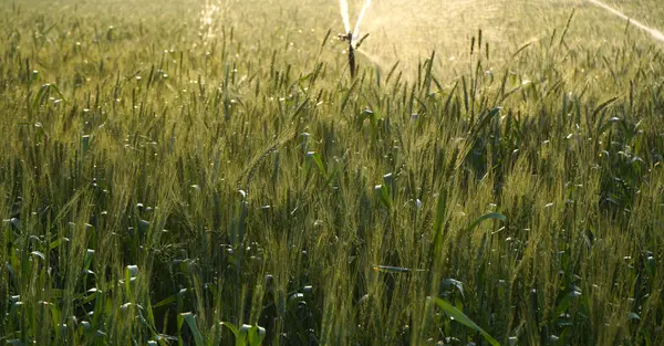 Sulama sistemi buğday tarlasını suluyor, Hindistan.