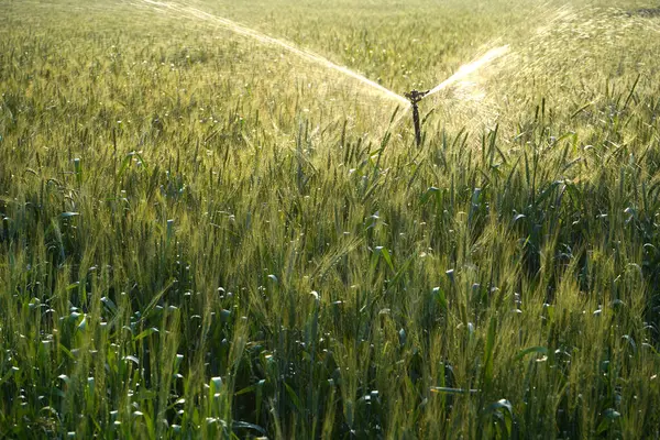 Sulama sistemi buğday tarlasını suluyor, Hindistan.