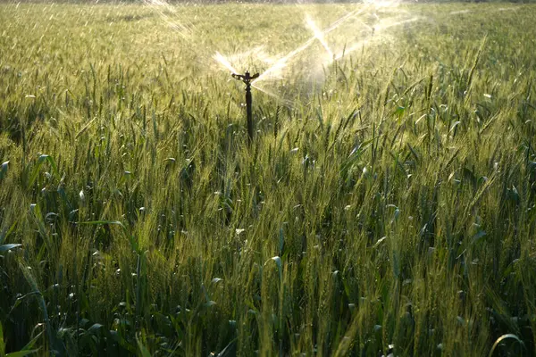 Sulama sistemi buğday tarlasını suluyor, Hindistan.