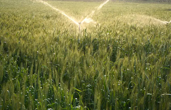 Sulama sistemi buğday tarlasını suluyor, Hindistan.