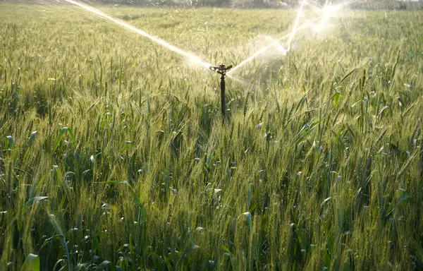 Sulama sistemi buğday tarlasını suluyor, Hindistan.