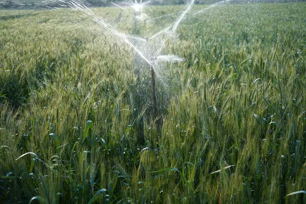 Sulama sistemi buğday tarlasını suluyor, Hindistan.