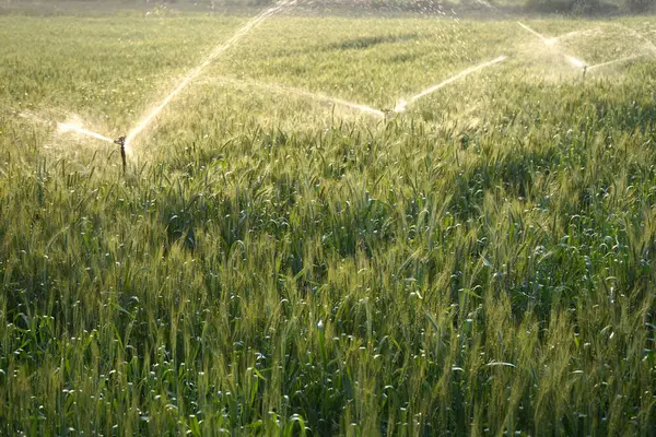 Sulama sistemi buğday tarlasını suluyor, Hindistan.