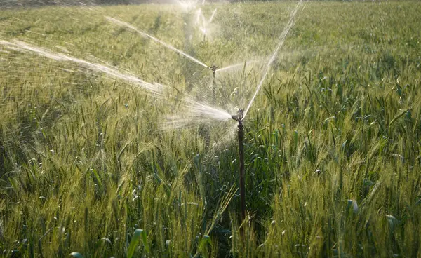Sulama sistemi buğday tarlasını suluyor, Hindistan.