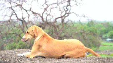 Duvardaki köpek, Hindistan