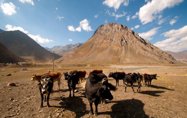 Hindistan, Ladakh, Himalayalar 'daki çiftlik hayvanları..