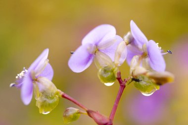 Doğanın güzel çiçekli ve soyut arka planı. Yumuşak yeşil nane arkaplanlı bahar çiçekleri sahnesi.