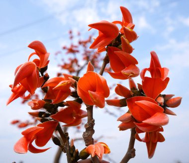 Palash flower tree, Butea Monosperma or palash flower clipart