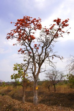 Palash flower tree, Butea Monosperma or palash flower clipart