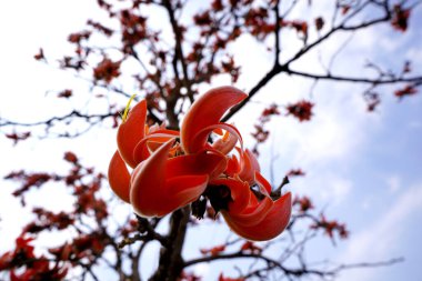 Palas çiçeği ağacı, Butea monosperma ya da palmiye çiçeği