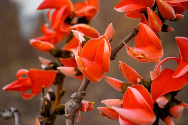 Butea Monosperma veya Palaş Çiçeği