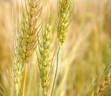 Buğday tarlası. Altın buğday kulakları yakın mesafede.