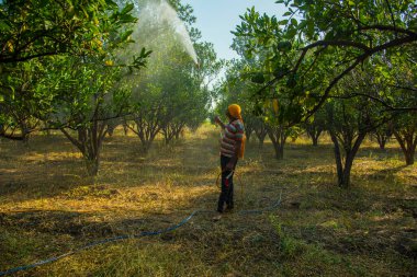 Turuncu tarladaki portakal ağacına gübre püskürten Hintli çiftçi.