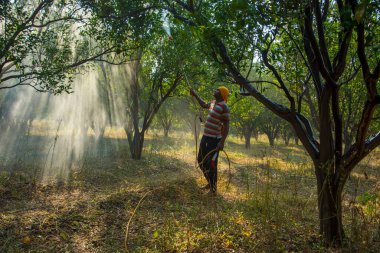 Turuncu tarladaki portakal ağacına gübre püskürten Hintli çiftçi.