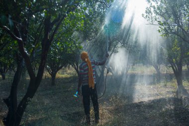 Turuncu tarladaki portakal ağacına gübre püskürten Hintli çiftçi.