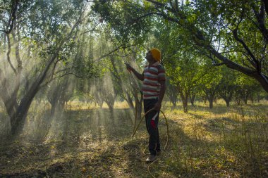 Turuncu tarladaki portakal ağacına gübre püskürten Hintli çiftçi.