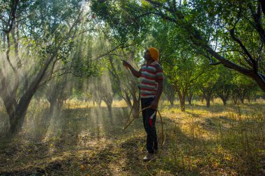 Turuncu tarladaki portakal ağacına gübre püskürten Hintli çiftçi.