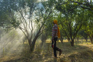 Turuncu tarladaki portakal ağacına gübre püskürten Hintli çiftçi.