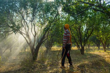 Turuncu tarladaki portakal ağacına gübre püskürten Hintli çiftçi.