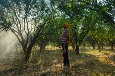 Turuncu tarladaki portakal ağacına gübre püskürten Hintli çiftçi.