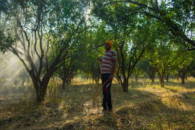 Turuncu tarladaki portakal ağacına gübre püskürten Hintli çiftçi.