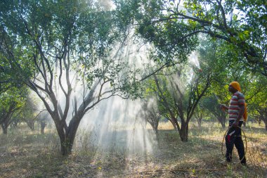 Turuncu tarladaki portakal ağacına gübre püskürten Hintli çiftçi.