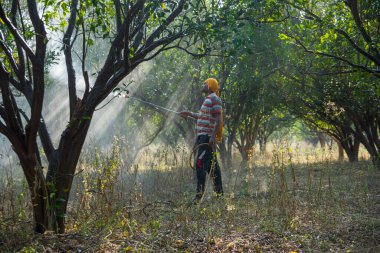 Çiftçi portakal ağacı tarlasına gübre sıkıyor.,