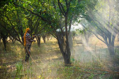 Çiftçi portakal ağacı tarlasına gübre sıkıyor.,