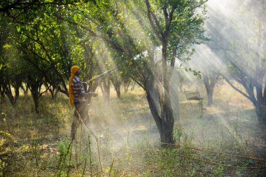 Çiftçi portakal ağacı tarlasına gübre sıkıyor.,