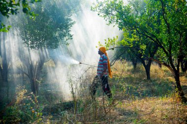 Çiftçi portakal ağacı tarlasına gübre sıkıyor.,