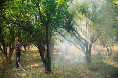 Çiftçi portakal ağacı tarlasına gübre sıkıyor.,