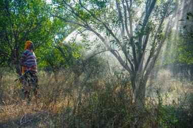 Turuncu tarladaki portakal ağacına gübre püskürten Hintli çiftçi.
