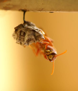 Close-up of wasps sitting on nest.