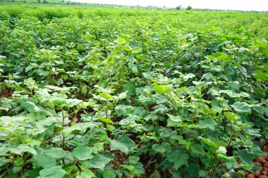 Hindistan 'da yeşil pamuk tarlası