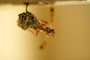 Close-up of wasps sitting on nest.