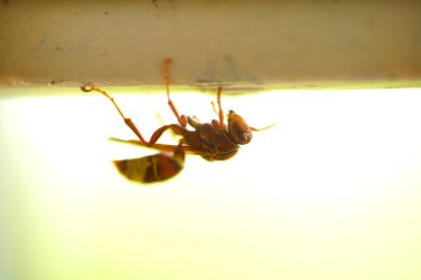 Close-up of wasps sitting on nest.