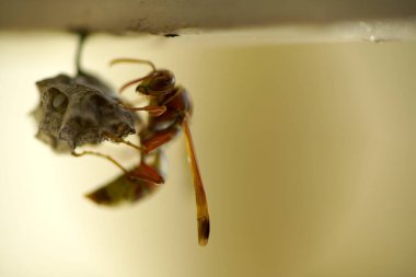 Close-up of wasps sitting on nest.