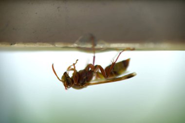 Close-up of wasps sitting on nest.