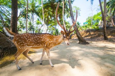 Ross Adası, Andaman ve Nicobar 'da benekli geyik.
