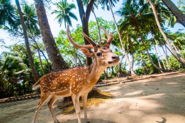 Ross Adası, Andaman ve Nicobar 'da benekli geyik.