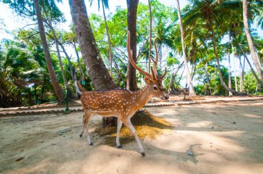 Ross Adası, Andaman ve Nicobar 'da benekli geyik.